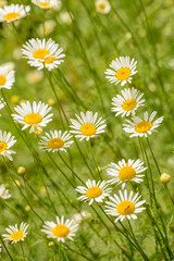 few of white daisy flowers on a meadow