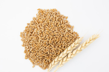 spikelets and grains of wheat on a white background