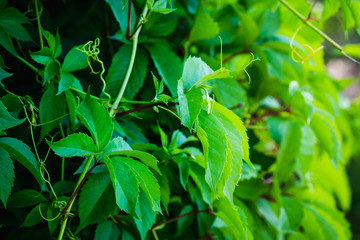 Parthenocissus tricuspidata (Virginia creeper) in the garden. Shallow depth of field.