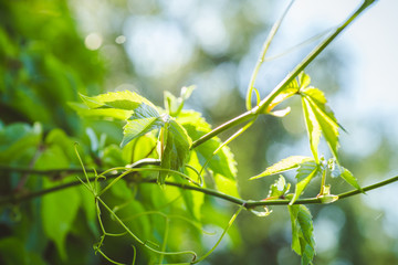 Parthenocissus tricuspidata (Virginia creeper) in the garden. Shallow depth of field.