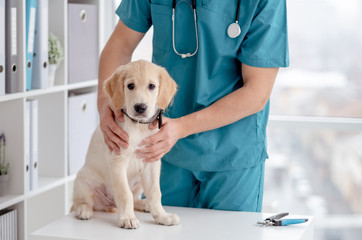 Cute puppy in veterinary hospital