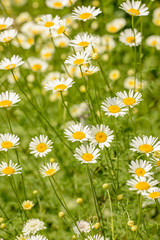 few of white daisy flowers on a meadow shallow depth of field