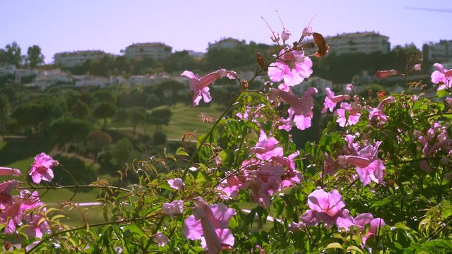 Flores mecidas por el viento con foco desenfocado