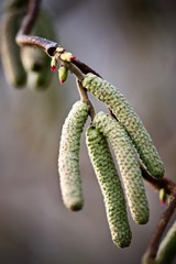 Catkins on a Hazel Tree