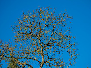 Tree with stark bare winter branches against a clear blue sky background