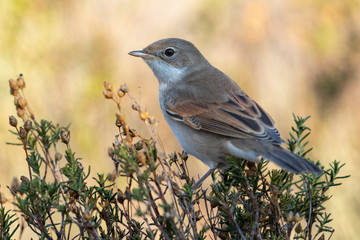 Whitethroat (Sylvia communis) in the wild nature, in an environment