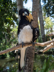 Indonesia, november 2019: Close up portrait of Oriental pied hornbill(Anthracoceros albirostris) in...