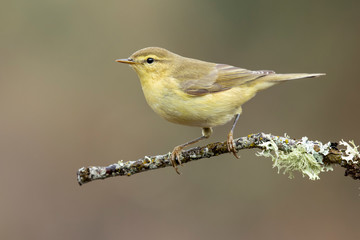 Common Chiffchaff (Phylloscopus collybita)
