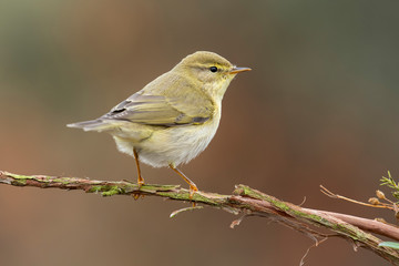 Common Chiffchaff (Phylloscopus collybita)