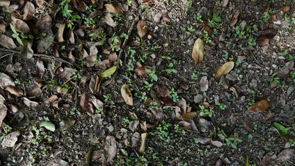 Fondo de pantalla para el verano con hojas