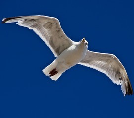 seagull in flight