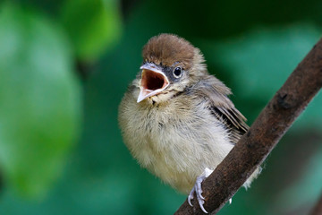 Eurasian blackcap Sylvia atricapilla juvenile portrait sitting on branch of bush. Cute baby forest...