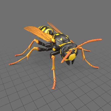 Paper wasp