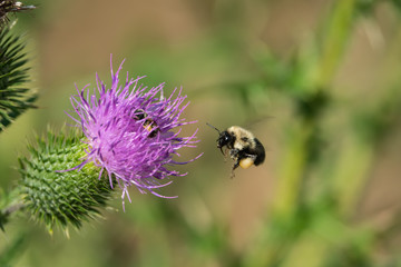 Bumblebee Flying to Bull Thistle Flowers 