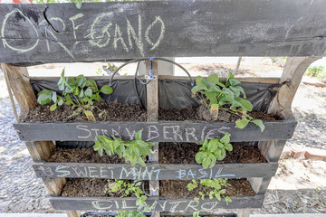 Pallet herb garden for small patio urban lifestyle