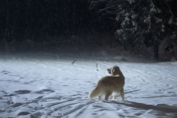 Walk with the dog in the night-in the snow by the light of lanterns.