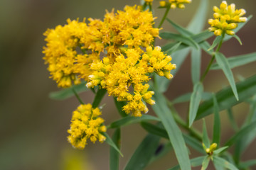 Goldentop Flowers in Bloom in Summer