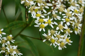 Flat Topped White Aster Flowers in Bloom