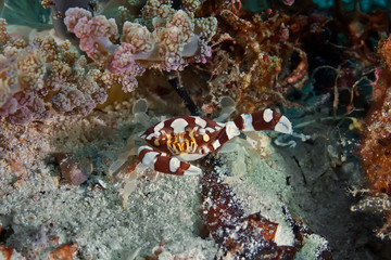 The Portunidae crab hides at the foot of soft coral. Underwater photography, Philippines.