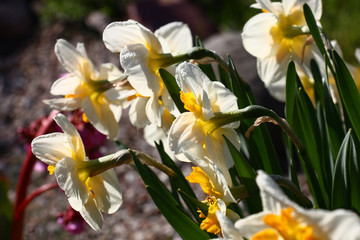 A large number of narcissuses look brightly and contrastly in beams of the morning sun.