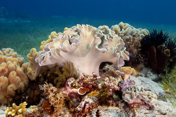 Colorful soft coral from the family of Sarcophiton. Underwater photography.