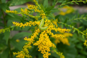 Fototapeta premium Goldenrod Hooded Owlet Moth Caterpillar on Goldenrod Flowers