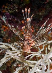 Naklejka na ściany i meble Lionfish near coral. Macro photography of underwater life