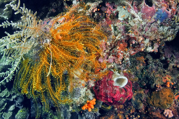 Colorful variety of corals with sea lily. Underwater photography, Philippines.