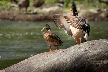 Beautiful Canada Mallard duck in water.