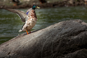 Beautiful Canada Mallard duck in water.