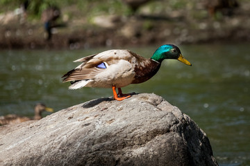 Beautiful Canada Mallard duck in water.
