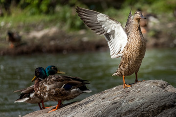 Beautiful Canada Mallard duck in water.
