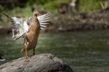 Beautiful Canada Mallard duck in water.