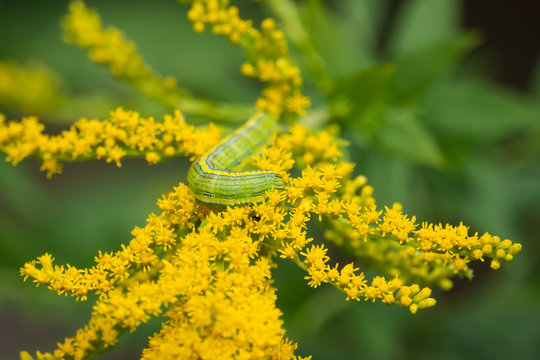 Goldenrod Hooded Owlet Moth Caterpillar on Goldenrod Flowers
