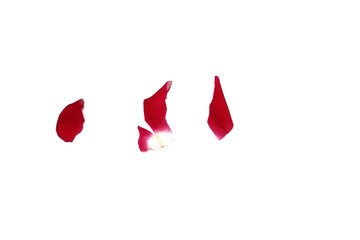 Blurred a group of pieces red rose corollas on white isolated background with copy space 