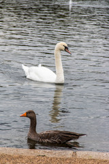 Goose and swan in Hyde Park in London
