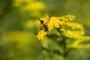 Grass Carrying Wasp on Goldenrod Flowers
