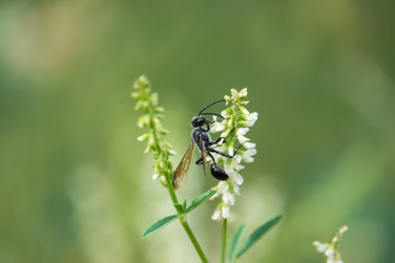 Grass Carrying Wasp on Sweet White Clover Flowers