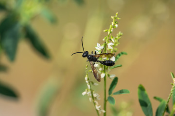 Grass Carrying Wasp on Sweet White Clover Flowers
