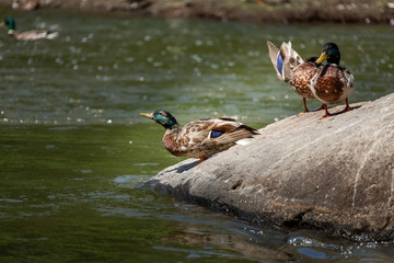 Beautiful Canada Mallard duck in water.