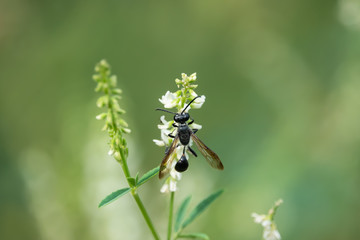 Grass Carrying Wasp on Sweet White Clover Flowers