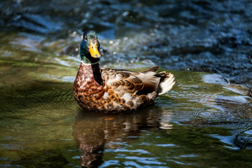 Beautiful Canada Mallard duck in water.