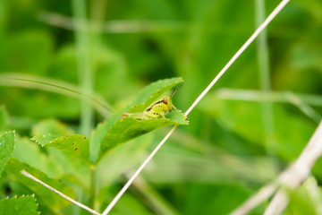 Grasshopper Nymph on Leaf in Summer