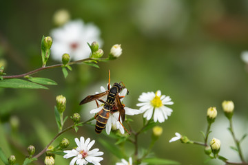 Northern Paper Wasp on Aster Flowers