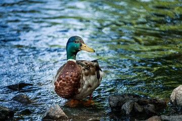 Beautiful Canada Mallard duck in water.