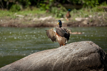 Beautiful Canada Mallard duck in water.