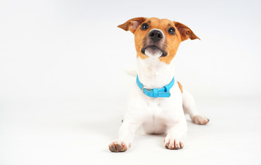 Jack Russell dog breed. Funny dog portrait on white.
