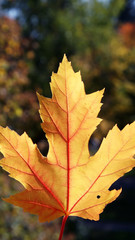 Naklejka na ściany i meble Autumn, yellow maple leaf, beautiful autumn background