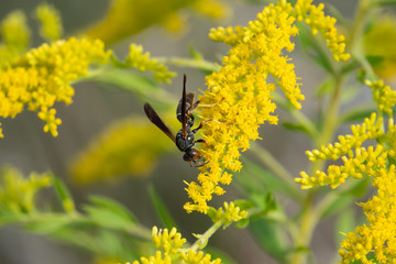 Northern Paper Wasp on Goldenrod Flowers in Summer