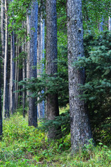 Lodgepole Pine Forest 